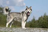 ALASKAN MALAMUTE 409